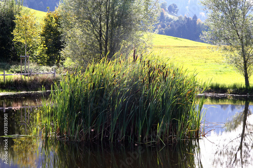 Rushes / Autumn in Switzerland - aquatic plants in a small pond