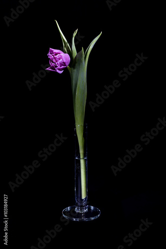 Fototapeta Naklejka Na Ścianę i Meble -  тюльпан