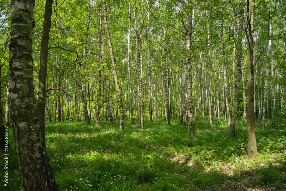 Obraz premium white birch grove,