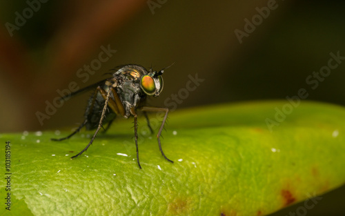 Macro photo of a Dolichopodidae fly, insect   © akilrollerowan