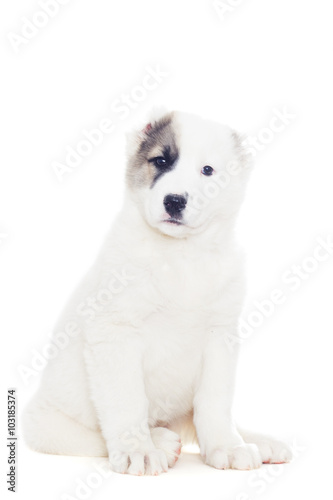 funny puppy sheep dogs on a white background
