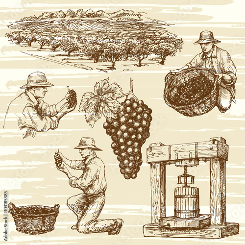 vineyard, hand drawn collection