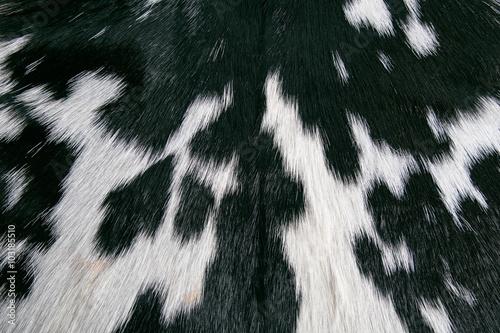 Real black and white cow hide skin texture photo