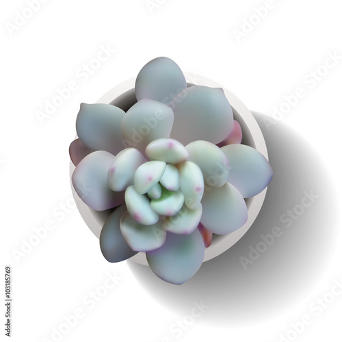 echeveria succulent in the pot