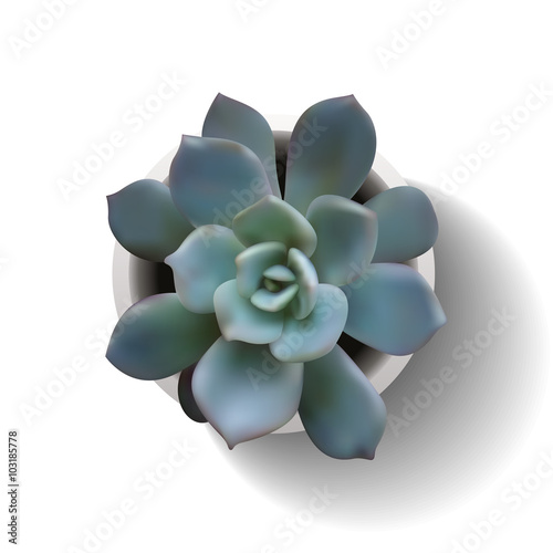 echeveria succulent in the pot2