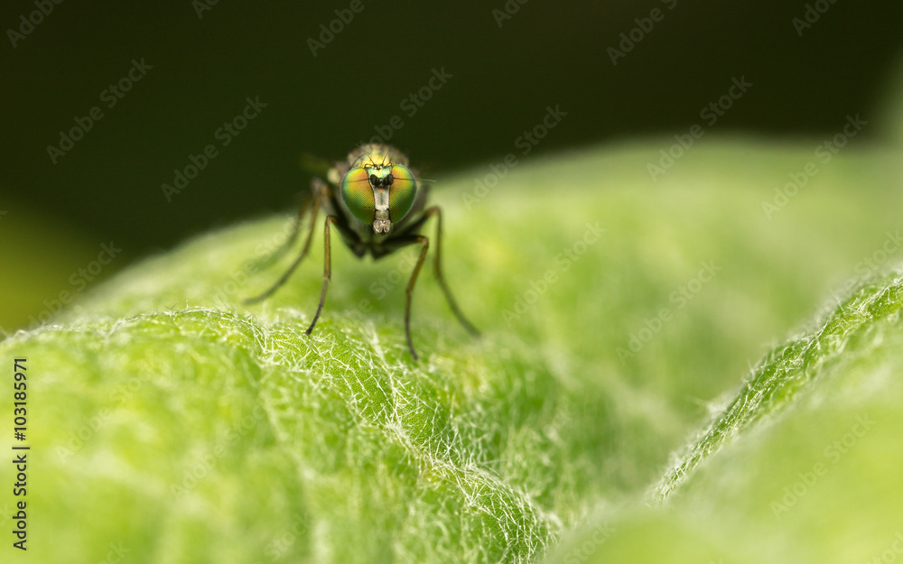 Macro photo of a Dolichopodidae fly, insect
Macro photo of a Dolichopodidae fly, insect