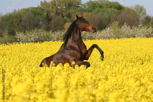 Beautiful prancing horse in colza field
