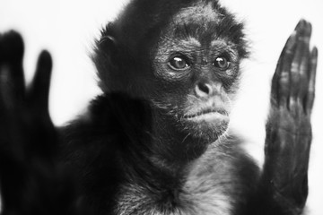 Little Monkey Portrait