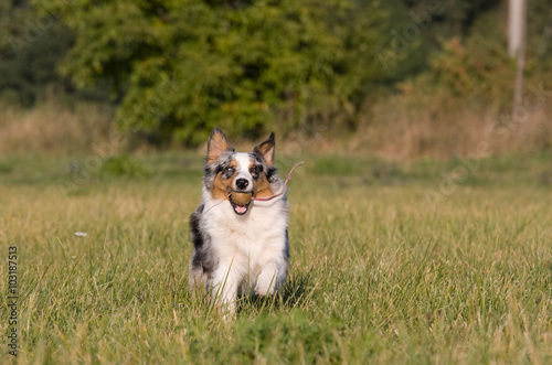 Running australian shepherd on meadow