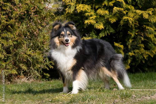 Foto Summer portrait of lovely sheltie collie