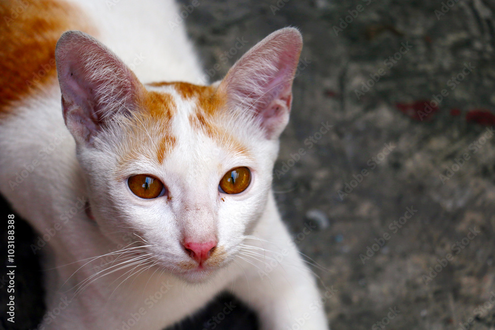 Cat portrait close up