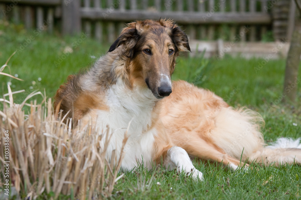 Fototapeta premium Laying beautiful dog in garden - Borzoi