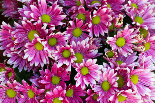 Pink flowers background