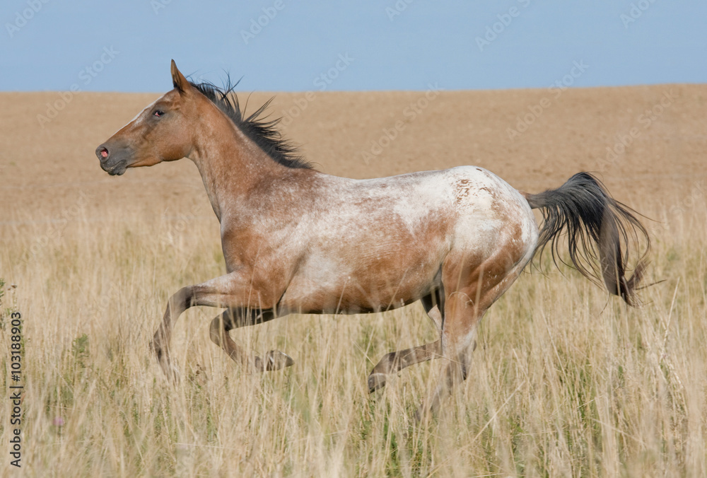 Beautiful Appaloosa horse running on meadow Beautiful Appaloosa horse running on meadow
