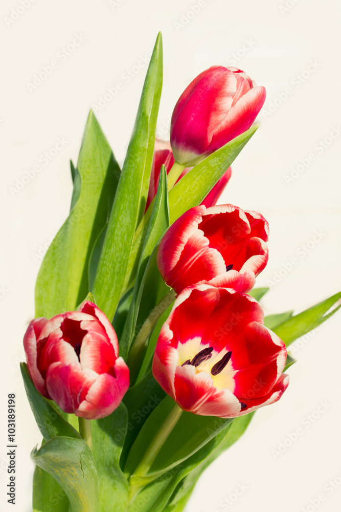 Spring mood: a bouquet of tulips Spring mood: a bouquet of tulips