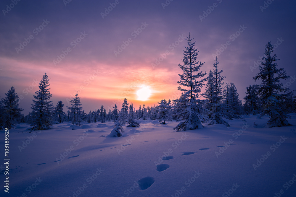 Winter landscape with taiga, cloudy sky and sun 