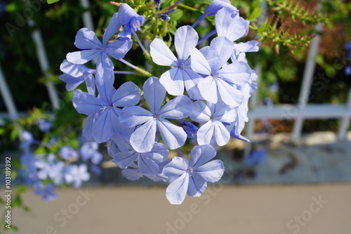 Fototapeta Naklejka Na Ścianę i Meble -  blue fox flowers