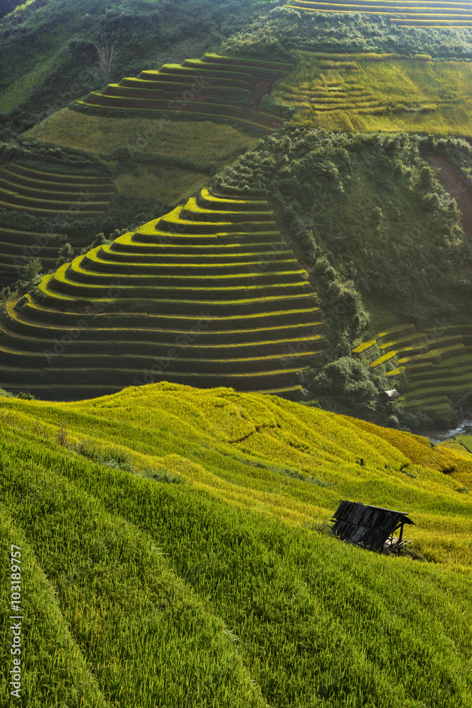 terrace rice fields in asia