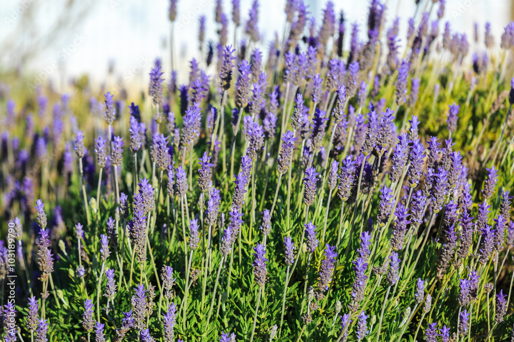 Naklejka premium One ripe lavender bush