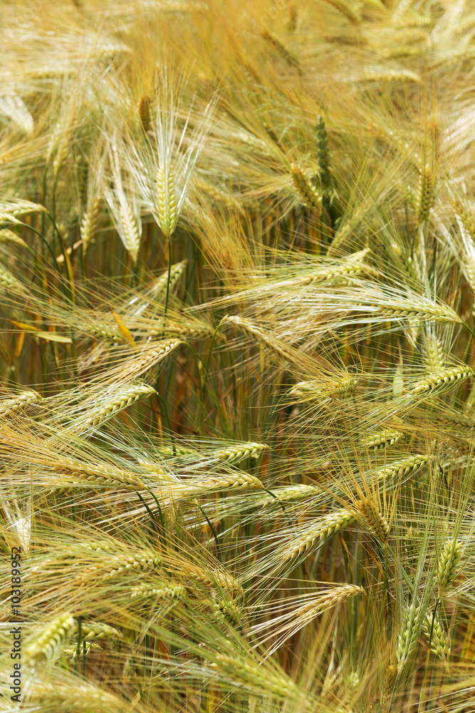 Detail of Corn Spikes in the summer Nature Detail of Corn Spikes in the summer Nature