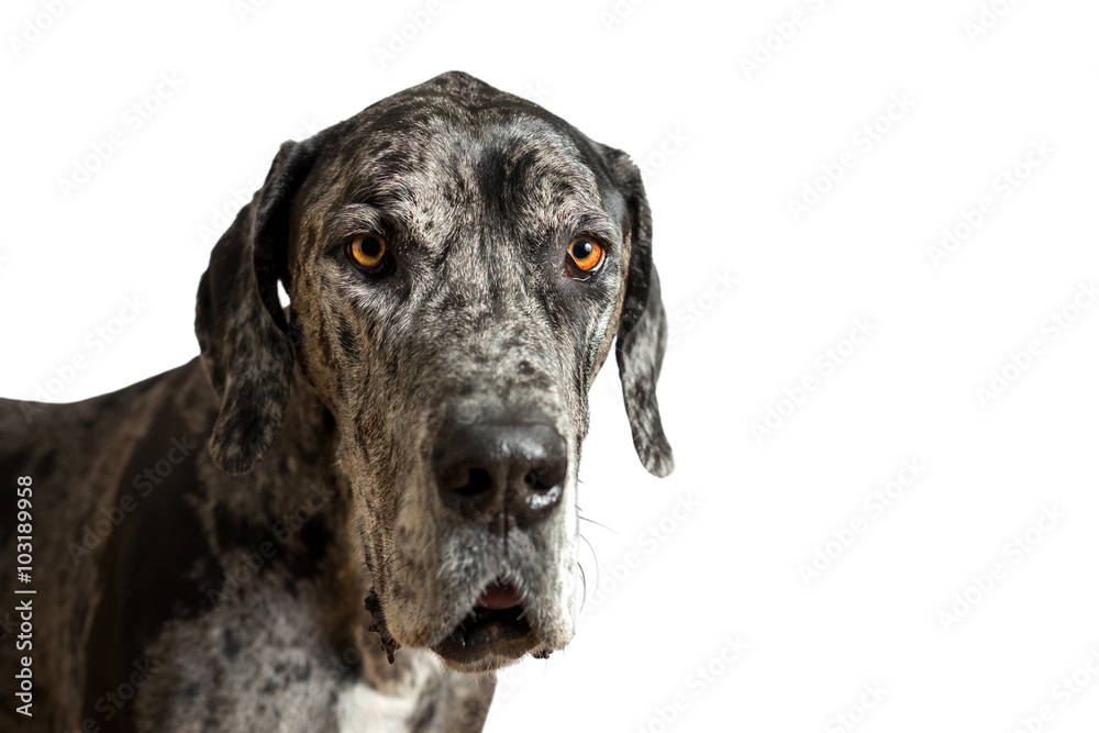 Great Dane grey harlequin merle giant dog with light brown eyes in isolated front of white background looking alert adorable curious watching thinking paying attention with loose lip