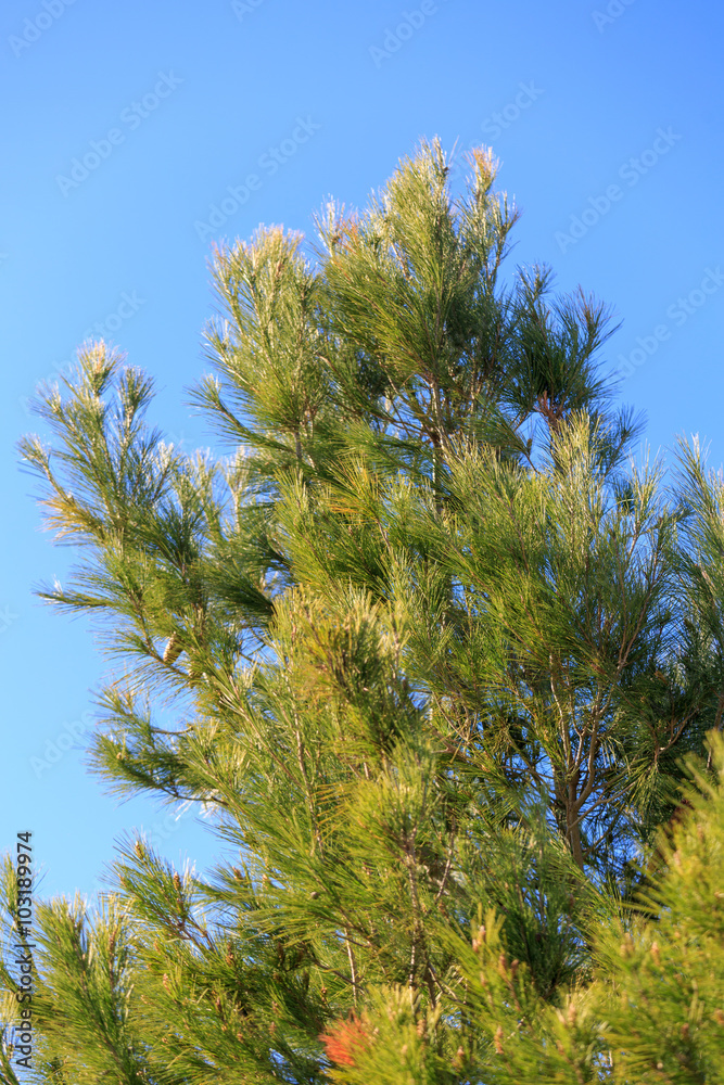 Pine tree on blue sky