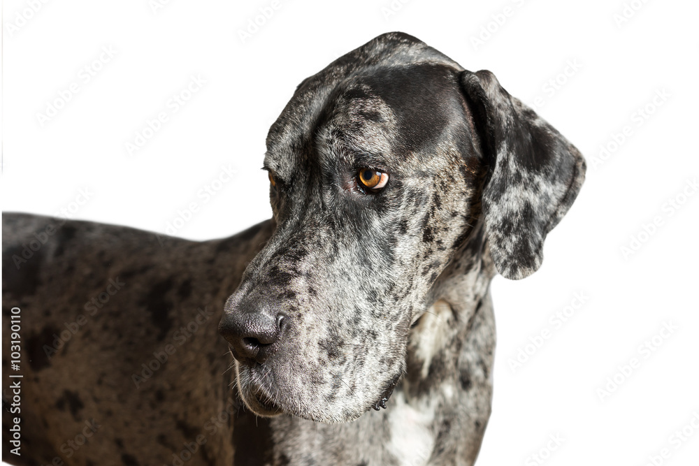 Harlequin dane new arrivals