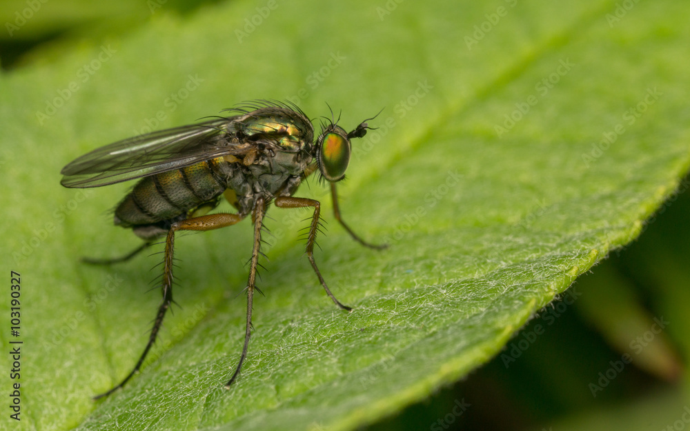 Macro photo of a Dolichopodidae fly, insect
Macro photo of a Dolichopodidae fly, insect