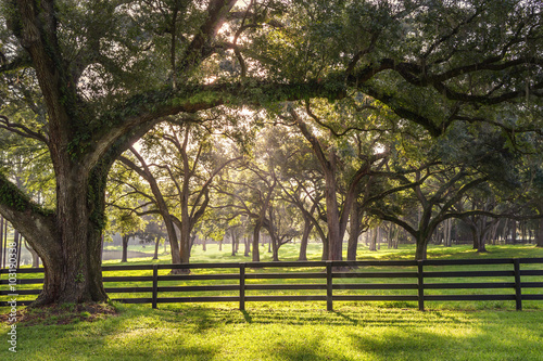 Large oak tree branch with farm fence in the rural countryside looking serene peaceful calm relaxing beautiful southern tranquil magical photo