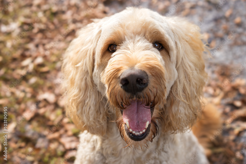 Tan labradoodle dog pet sitting outside watching waiting alert looking happy excited while panting smiling and staring forward Tan labradoodle dog pet sitting outside watching waiting alert looking happy excited while panting smiling and staring forward