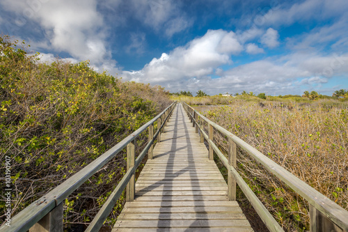 wooden path way across the mangrove on Isabela Island. Galapagos Islands. Ecuado