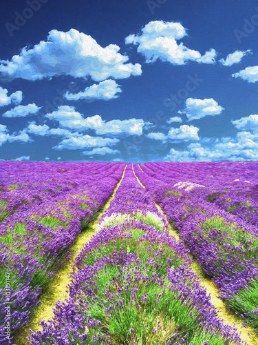 Lavender field. Oil painting.  photo