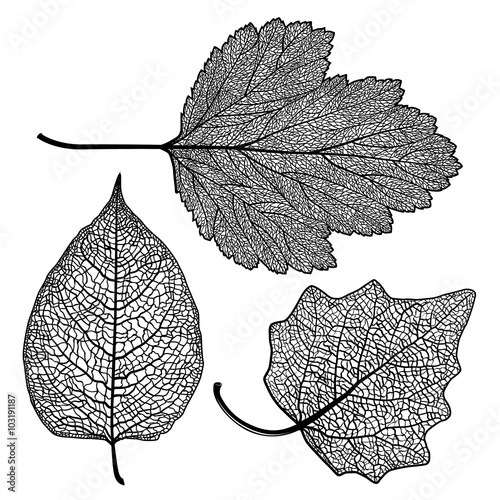 set skeletonized leaves