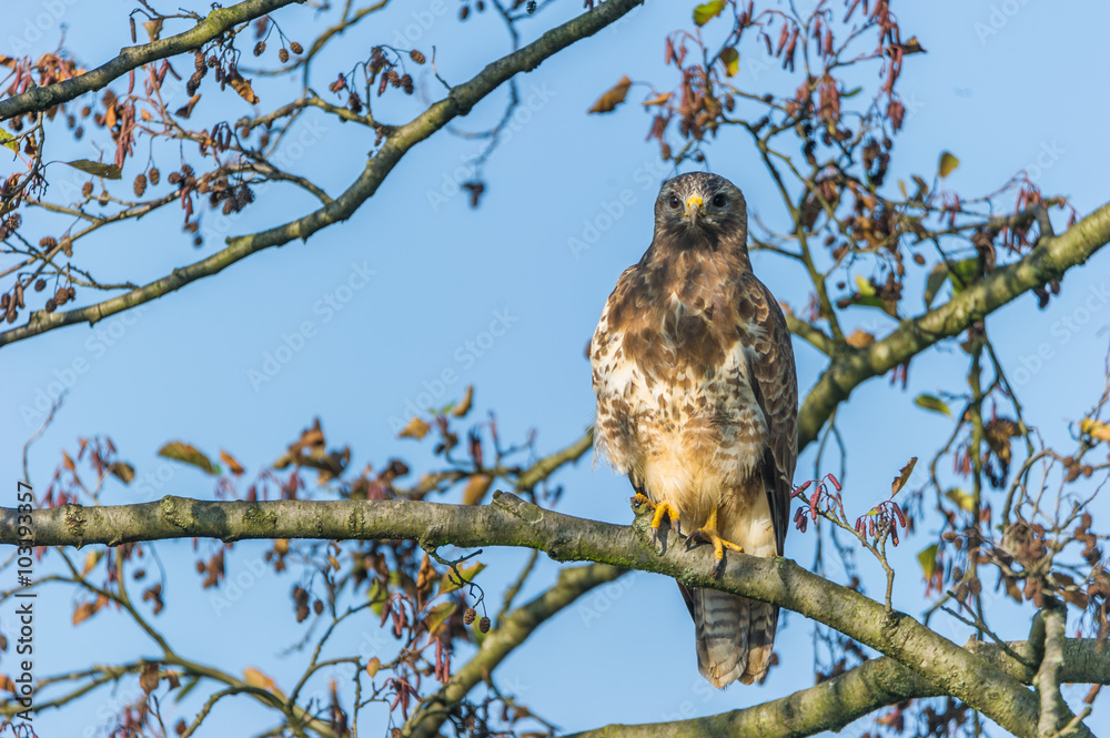 Mit dem Blick in die Kamera. Mäusebussard auf einem Baum Mit dem Blick in die Kamera. Mäusebussard auf einem Baum
