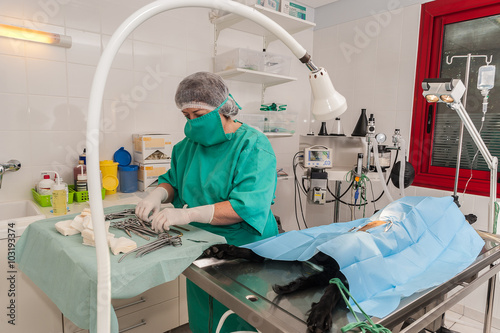 Les v  t  rinaires  chirurgiens op  rent  une chatte d une ovariectomie. L ablation chirurgicale de ovaires..Un mat  riel de laboratoire chirurgicale  une anesth  sie g  n  rale.