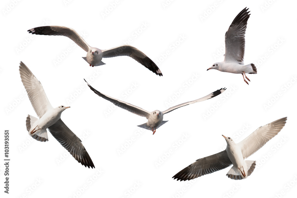 Naklejka premium set of seagulls.