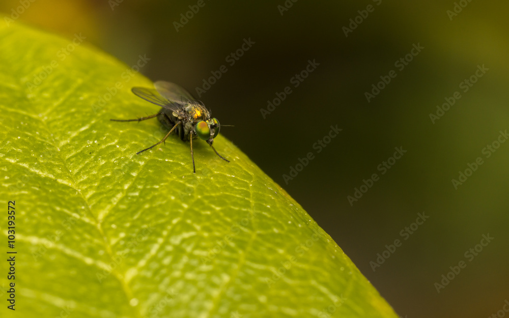 Macro photo of a Dolichopodidae fly, insect
Macro photo of a Dolichopodidae fly, insect