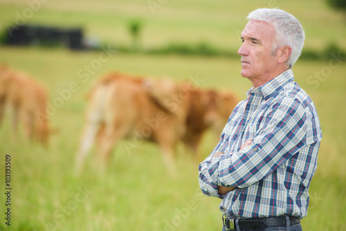 man and cows photo
