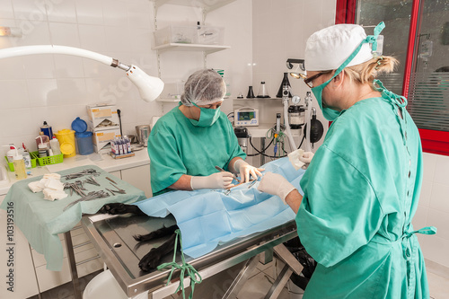 Les v  t  rinaires  chirurgiens op  rent  une chatte d une ovariectomie. L ablation chirurgicale de ovaires..Un mat  riel de laboratoire chirurgicale  une anesth  sie g  n  rale.