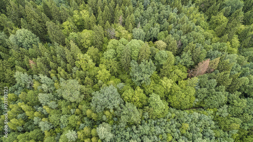 Naturwald von oben. Borkenkäfer. Laubwald. © Sascha Rösner