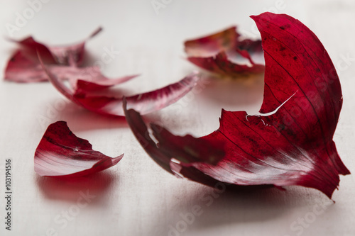 Quadro su tela red onionskin on table