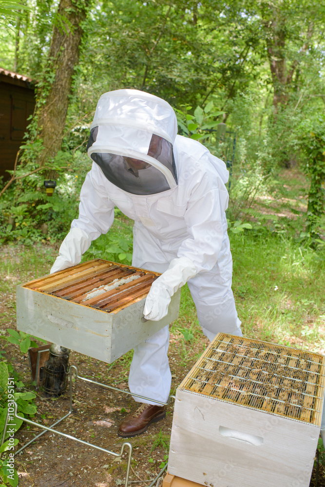 busy beekeeper busy beekeeper