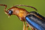 Escarabajo  (Brachinus) primer plano