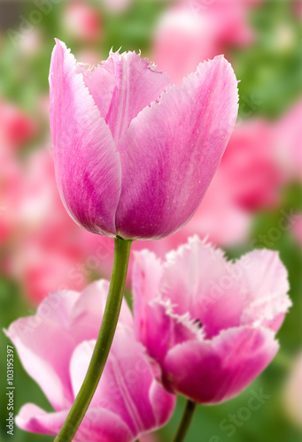 Fototapeta Naklejka Na Ścianę i Meble -  image of beautiful tulips in the garden close-up