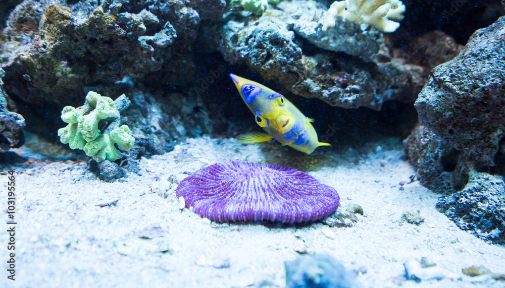 Fototapeta premium 熱帯魚