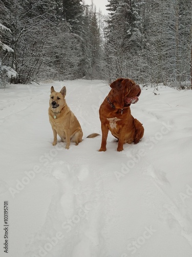 Dogs on trail in winter snow