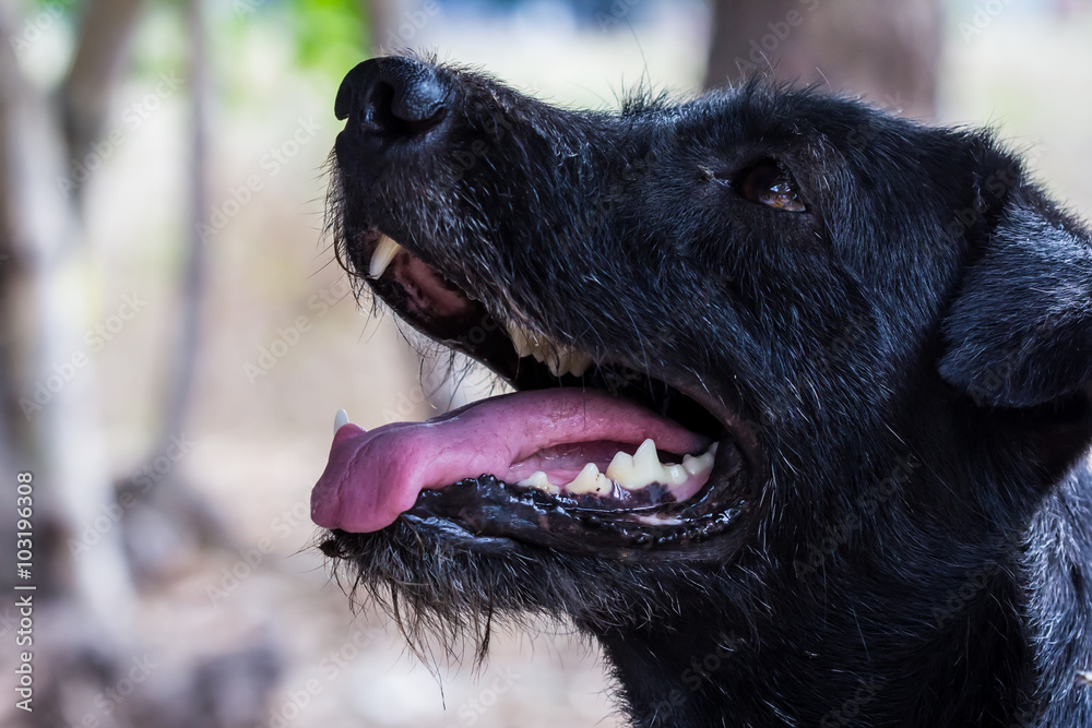 Naklejka premium dog looking at camera with happy face