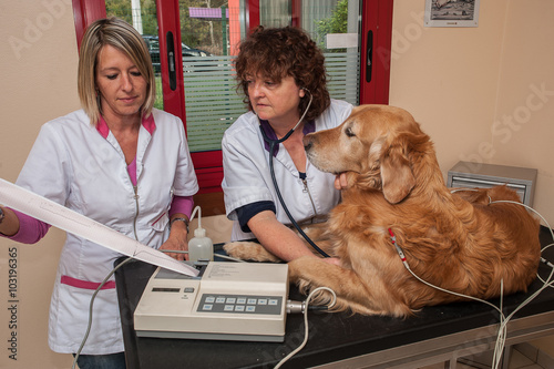 Vétérinaire, consultation de la bonne santé d'un chien, electro ; cardio ; gramme ; le cœur, les yeux, les oreilles, les dents, les articulations. photo