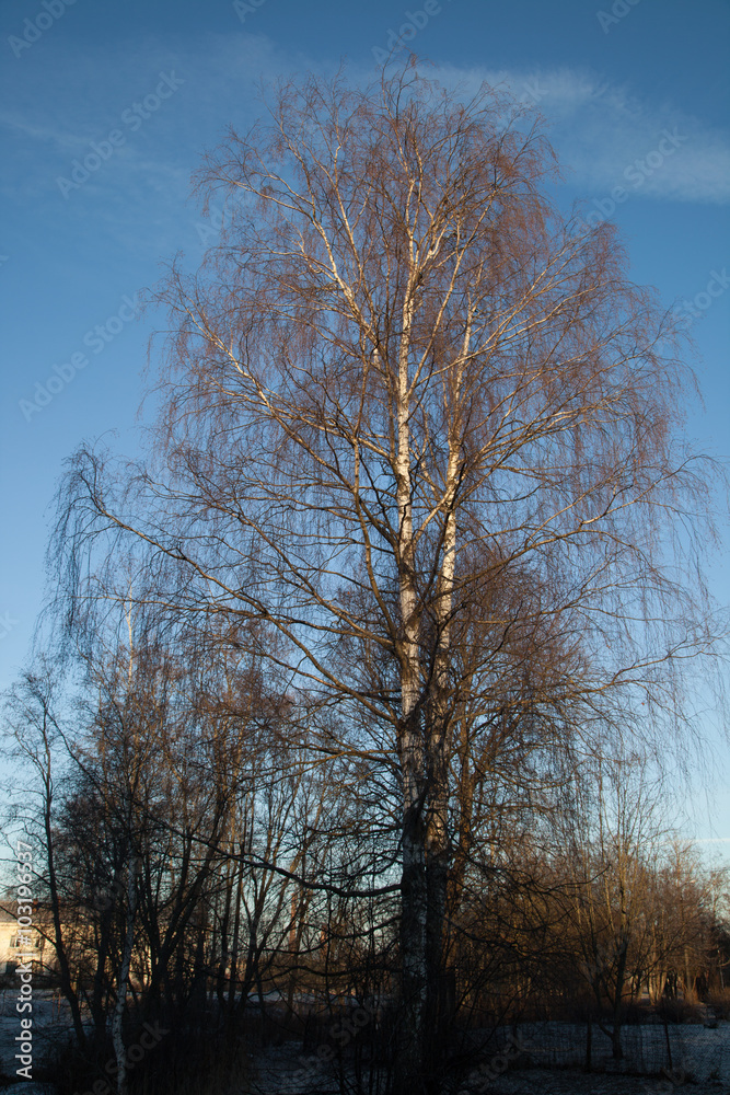 Lone silver birch tree and blue sky in autumn Lone silver birch tree and blue sky in autumn