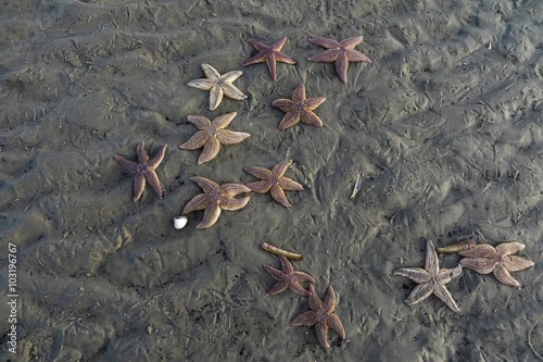 Seesterne am Strand photo